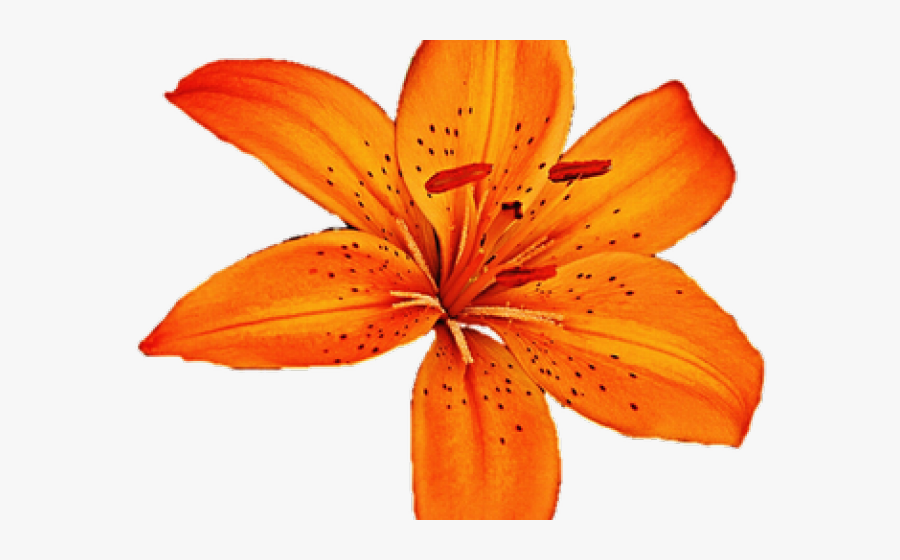 Orange Flower Clipart Stargazer Lily - Transparent Watercolor Tiger Lillies, Transparent Clipart