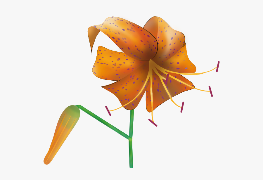 Lily Vector Tiger - Transparent Tiger Lily Png, Transparent Clipart