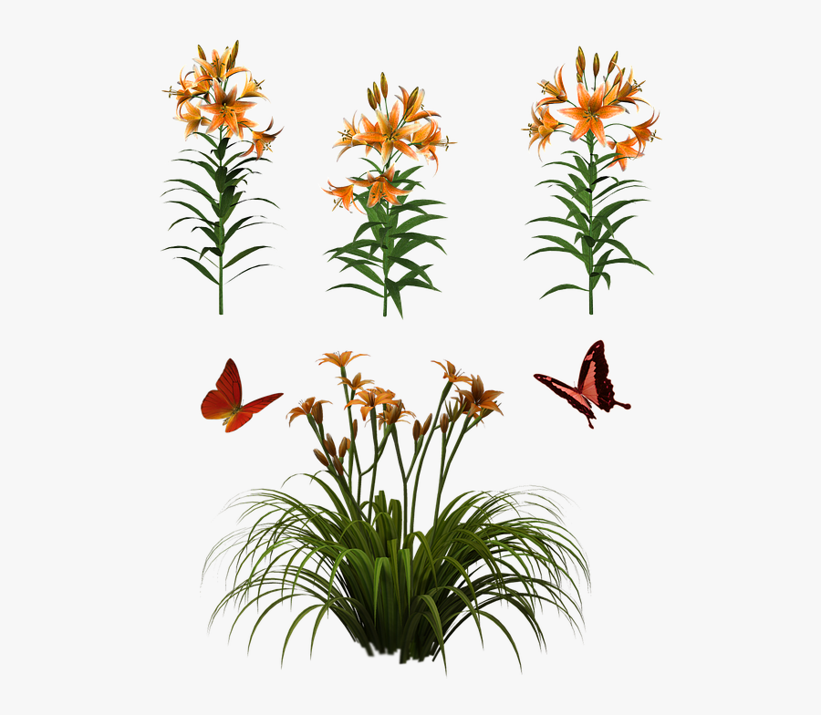 Flowers, Isolated, Butterfly, Plant, Tiger, Lily - Daylily Png, Transparent Clipart