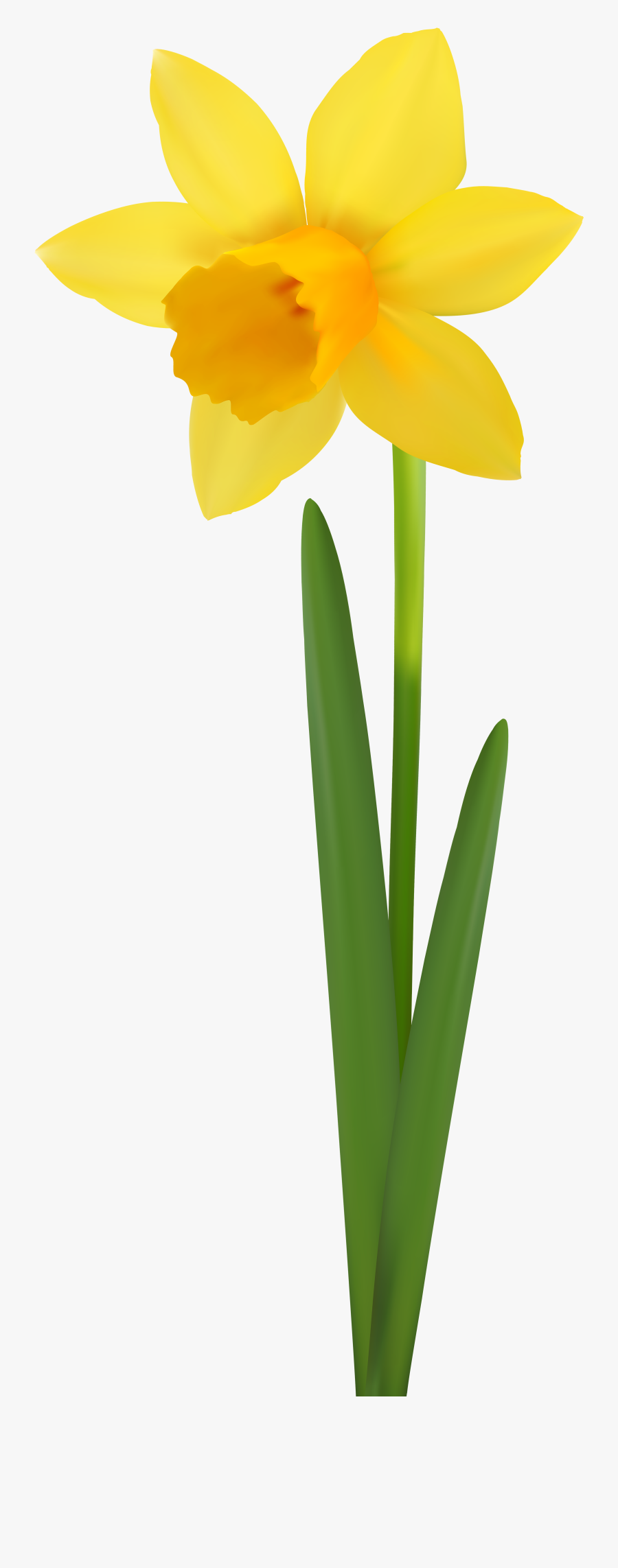 Daffodil Flower Transparent Image - Transparent Background Daffodil Clipart, Transparent Clipart
