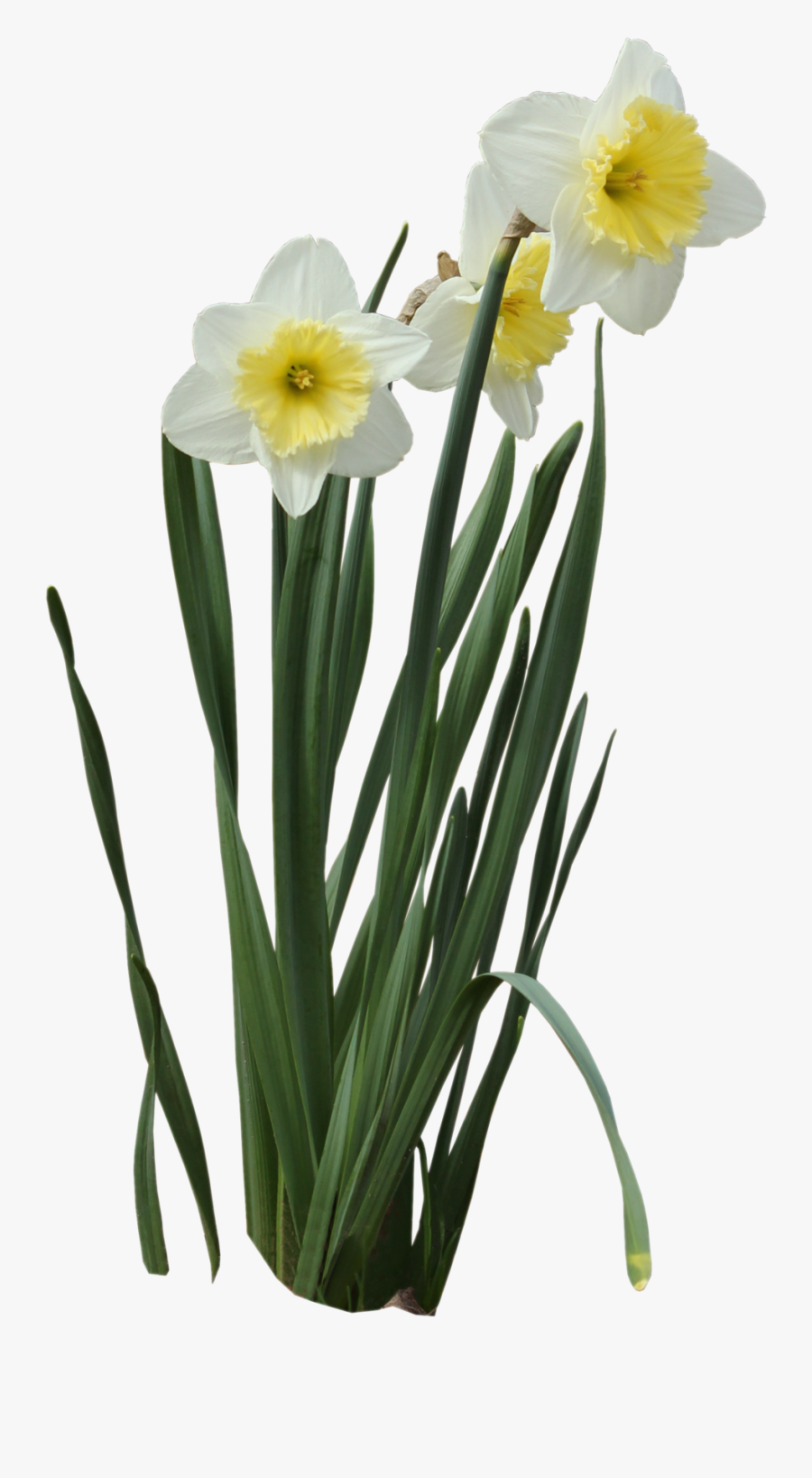 Downloaddaffodils Transparent Background Daffodil Png ,
