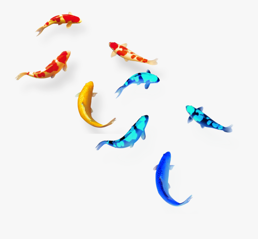 #mq #red #blue #fish #swiming #koifish - 中秋 節 快樂 祝福, Transparent Clipart