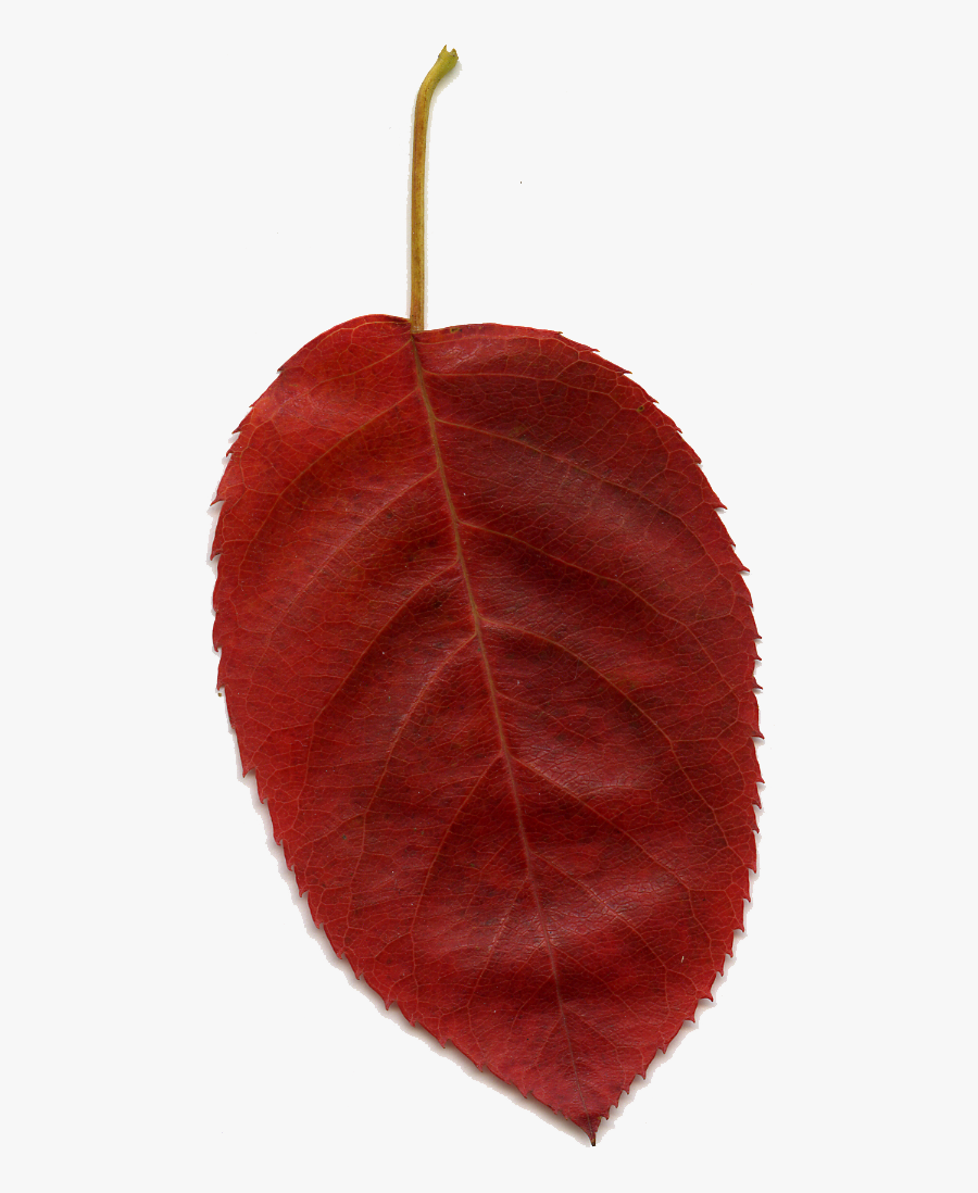 Red Leaf Clip Art At Clker - Canoe Birch, Transparent Clipart