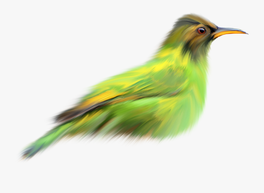 Bird Finch Green - Bird, Transparent Clipart