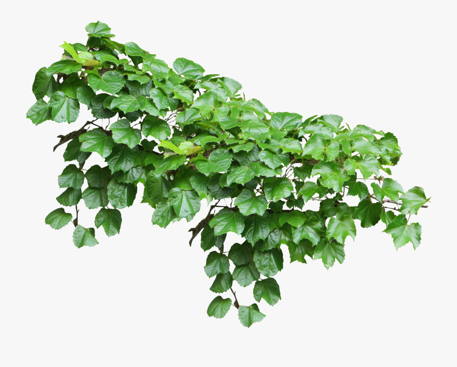 Common Ivy Vine Plant - Ivy Png, Transparent Clipart
