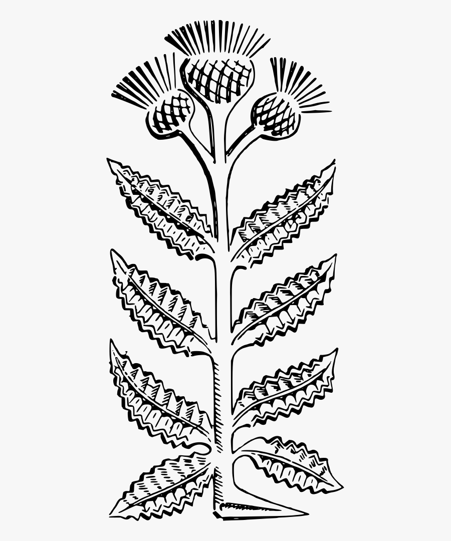 Thistle, Transparent Clipart