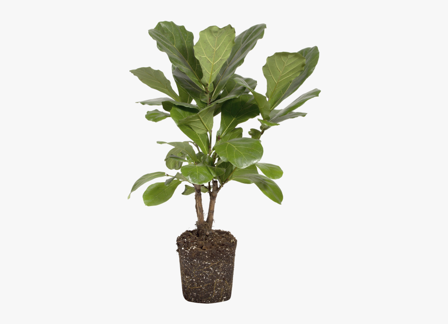 Tobacco Plant Png - Tobacco Plant Home, Transparent Clipart