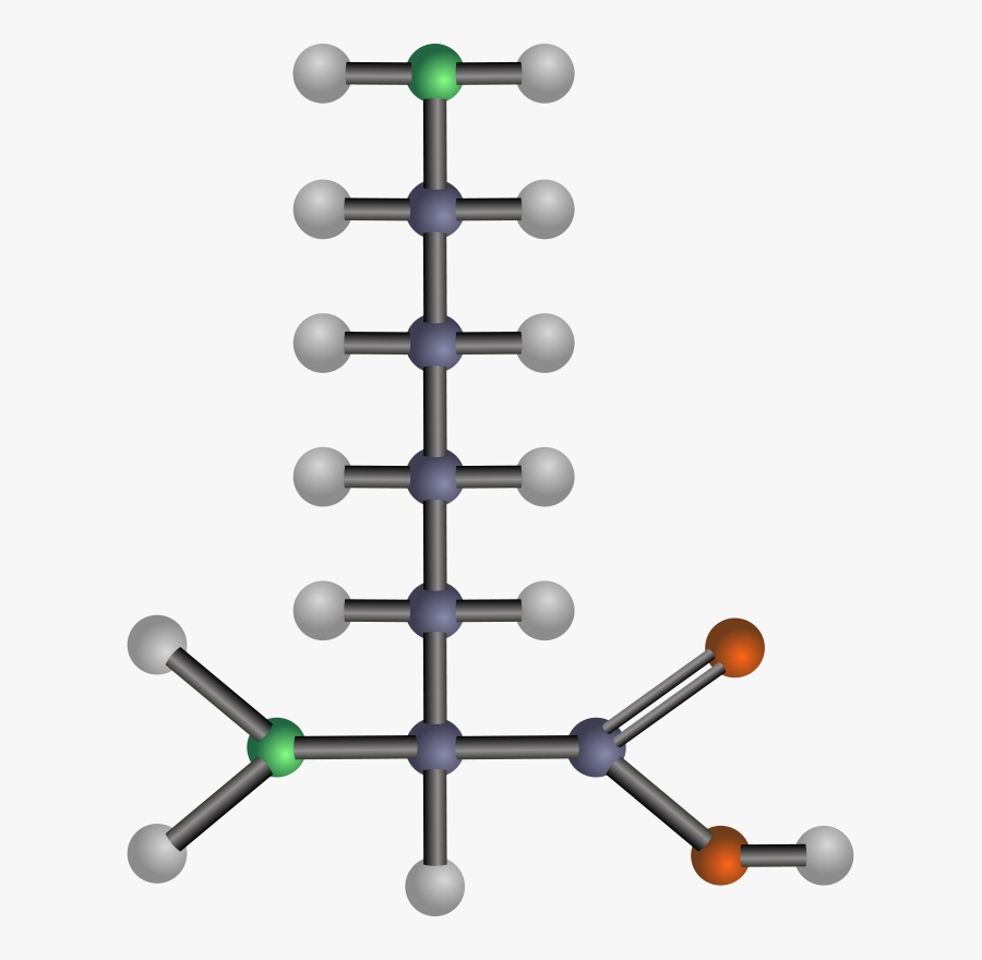 Lysine - Hydrophobic Amino Acid .png, Transparent Clipart