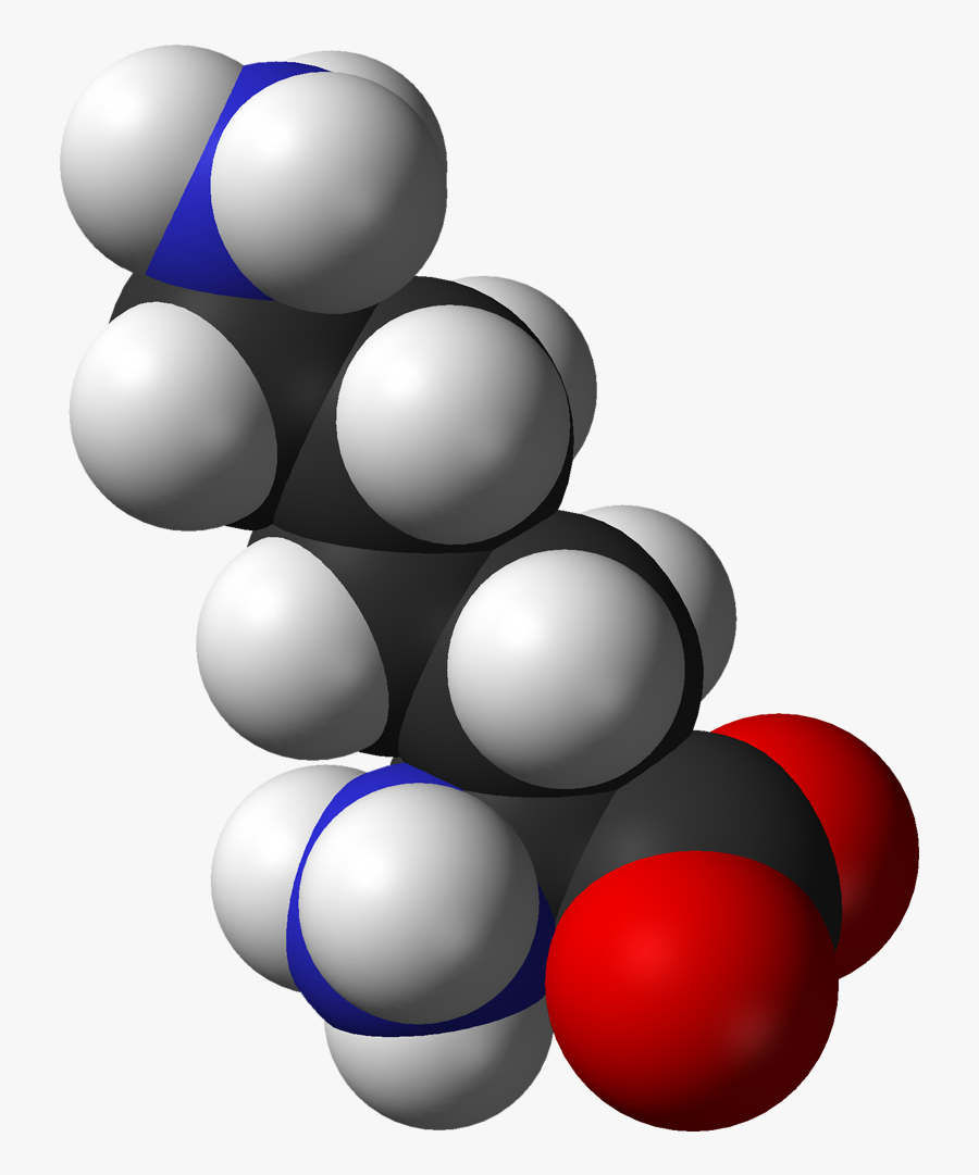 L Lysine Monocation From Hydrochloride Dihydrate Xtal - Lysine Space Filling Structure, Transparent Clipart
