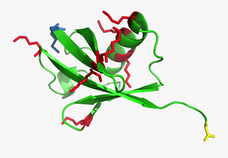 Protein Biologie, Transparent Clipart