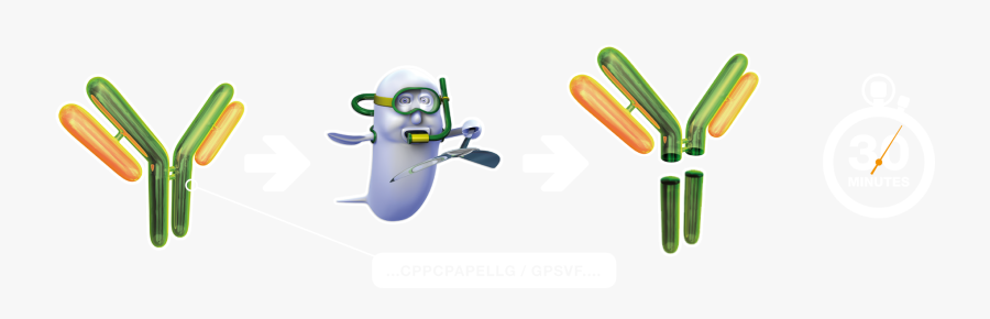 Fabricator® Antibody Cleavage - Fabricator Genovis, Transparent Clipart