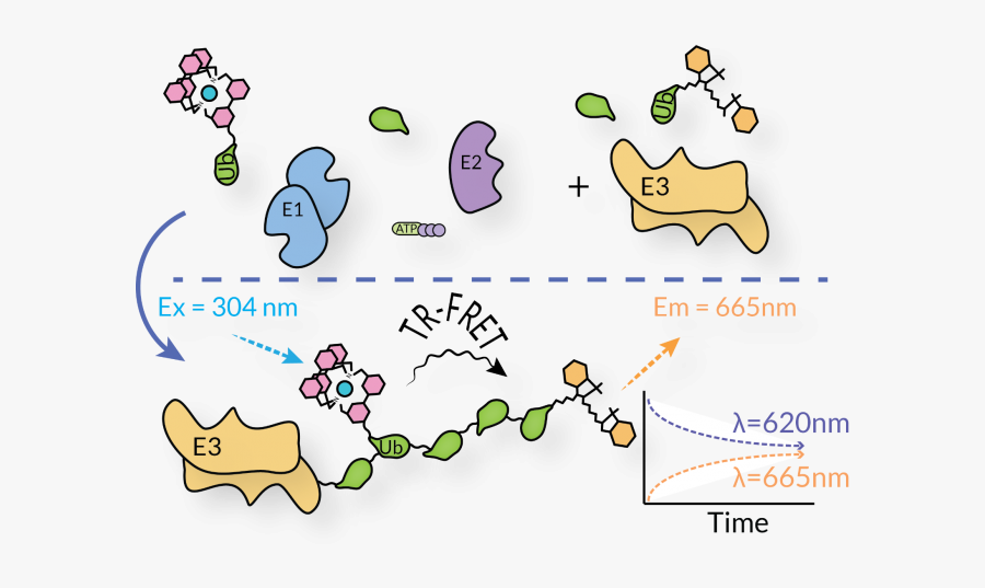 Xiap E3 Ubiquitin Ligase, Transparent Clipart