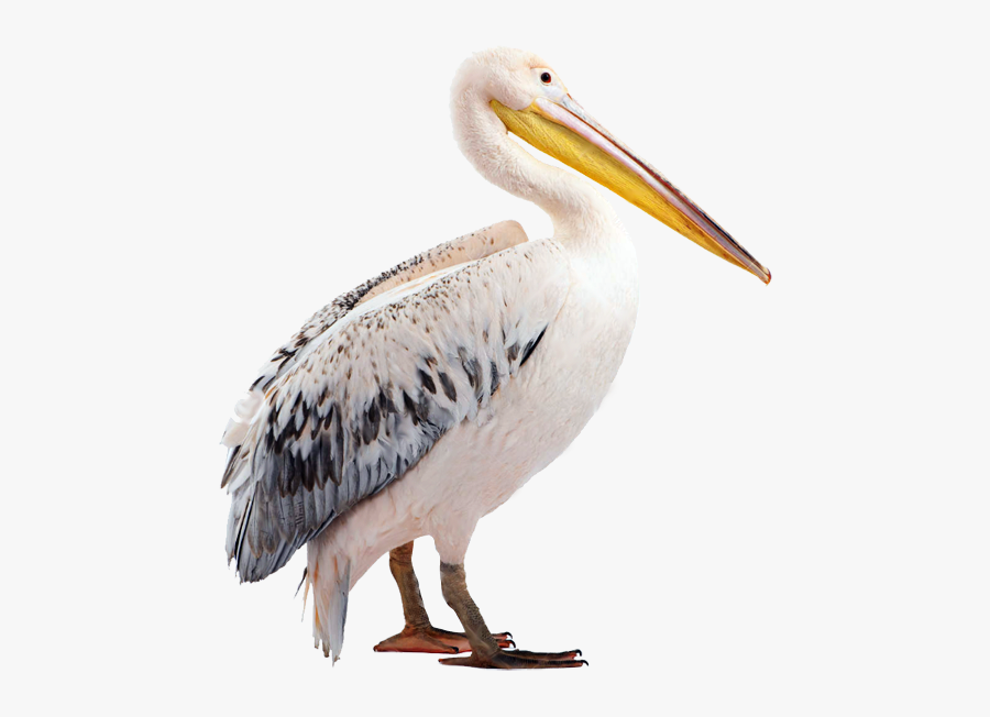 Pelican Beak Fauna Wildlife - Pellicano Png, Transparent Clipart