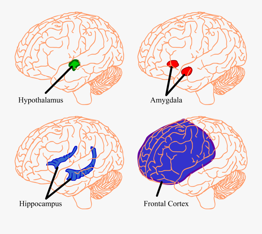 Hippocampus Brain Transparent Clipart , Png Download - Hippocampus No Background, Transparent Clipart