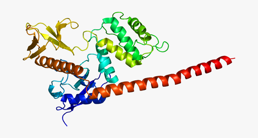 Protein Msn Pdb 1e5w - Proteinas Png, Transparent Clipart