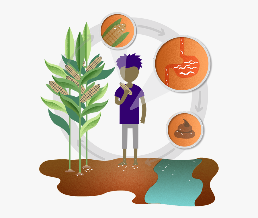 Life Cycle Of Intestinal Worms - Soil Transmitted Helminths Transmission, Transparent Clipart