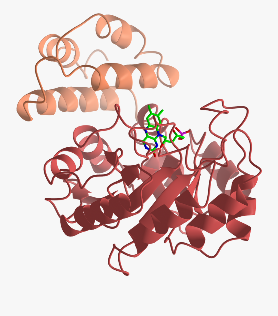 Escherichia Coli Clipart Transparent - Illustration, Transparent Clipart