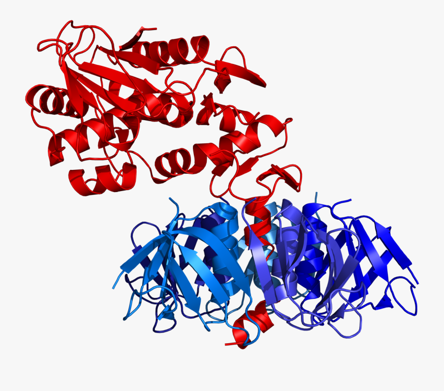 Shiga Toxin Type 2 From Escherichia Coli O157-h7 Pdb - Shiga Toxin Png, Transparent Clipart