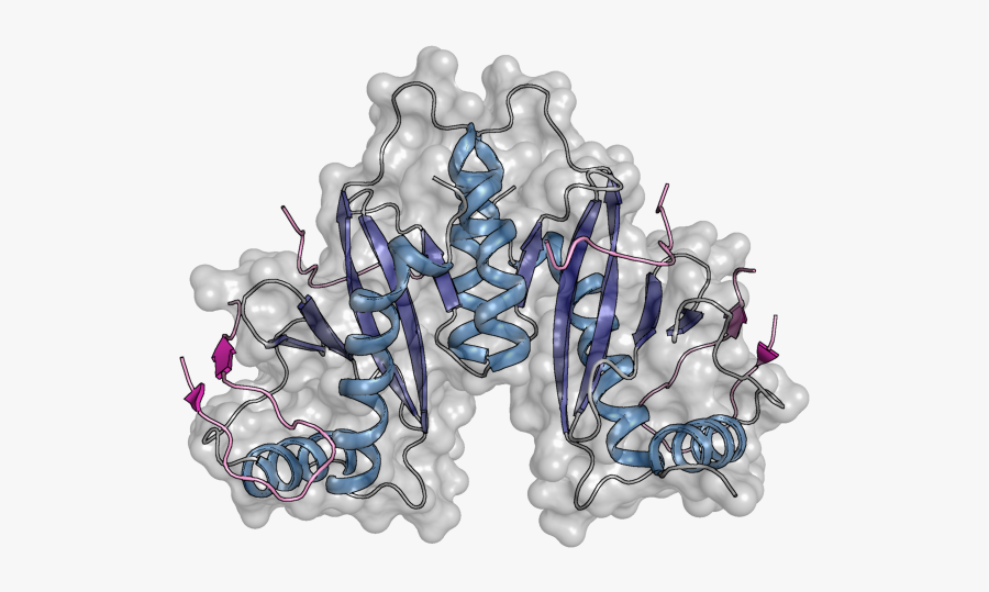 Cest Protein - Illustration, Transparent Clipart
