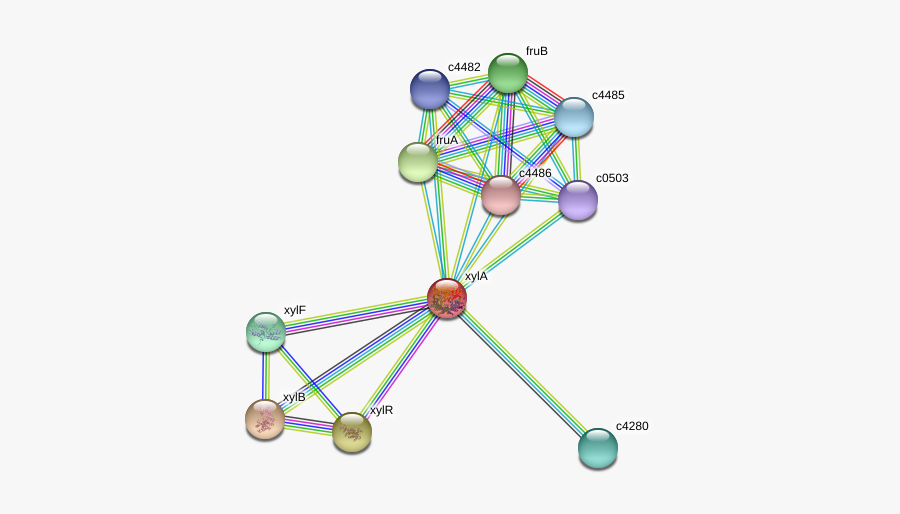 Xyla Protein - Illustration, Transparent Clipart