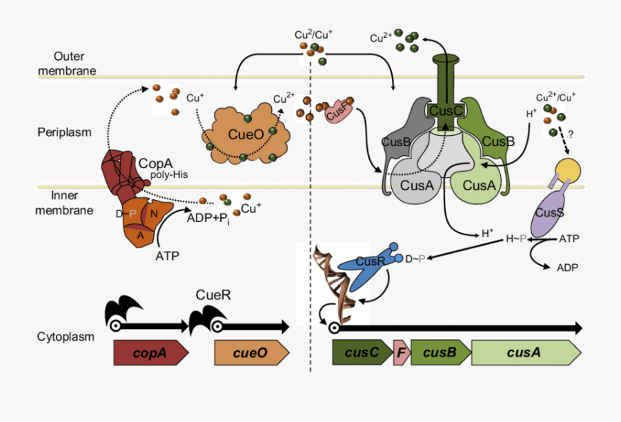 Escherichia Coli Clipart Transparent - E Coli Copper Homeostasis, Transparent Clipart