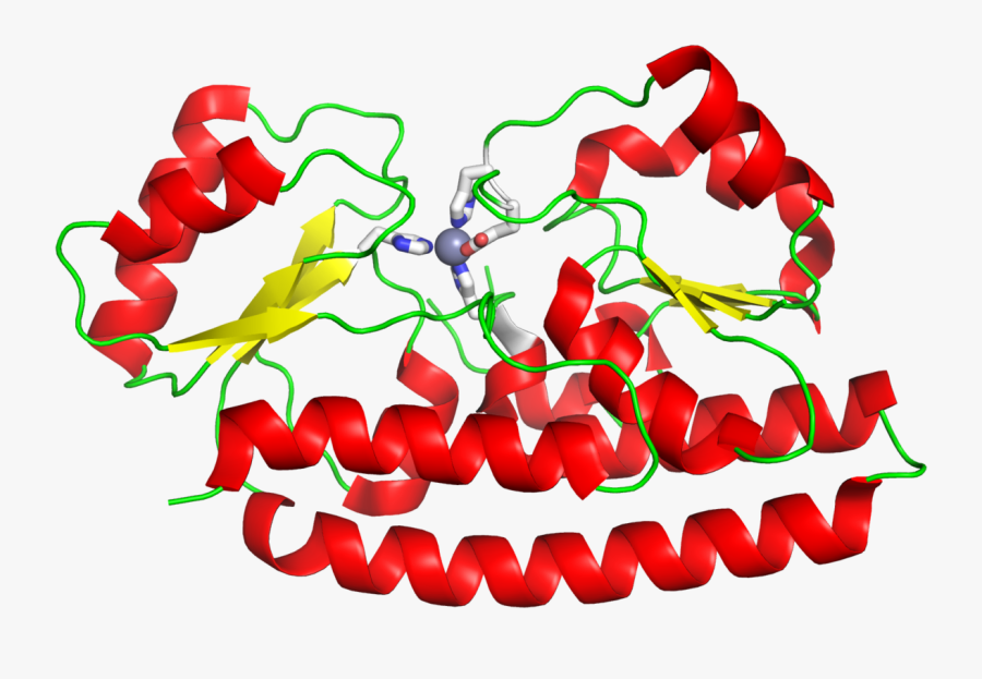 Zinc Transporter Png, Transparent Clipart