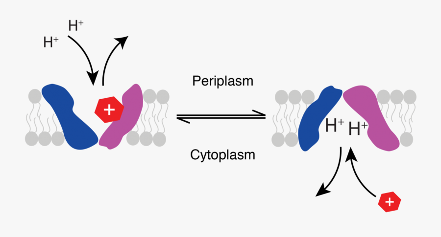 Graphic Design, Transparent Clipart