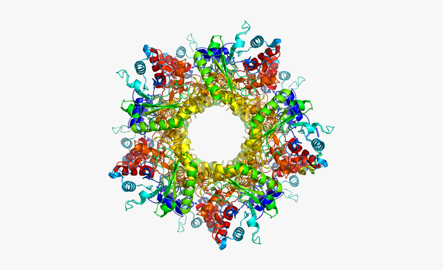Class I Fructose 1,6 Bisphosphate Aldolase From E - Circle, Transparent Clipart