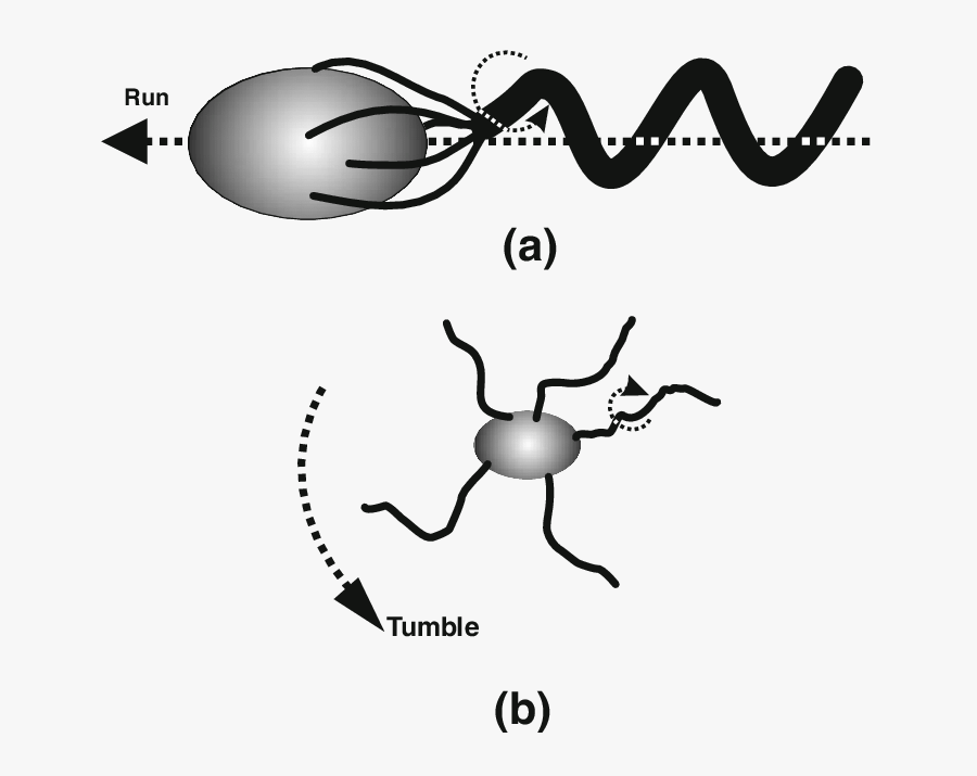 The Swimming Motions Of E - Motion Escherichia Coli, Transparent Clipart