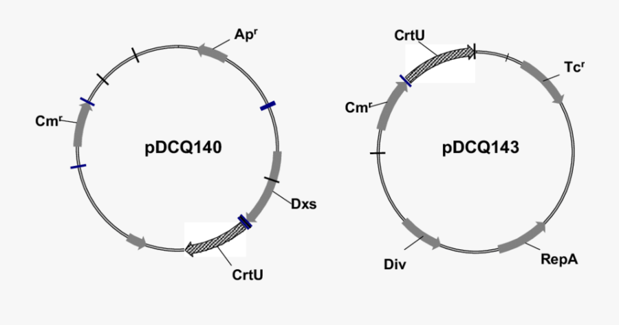 Vector Expressions Ecoli - Iso14001, Transparent Clipart