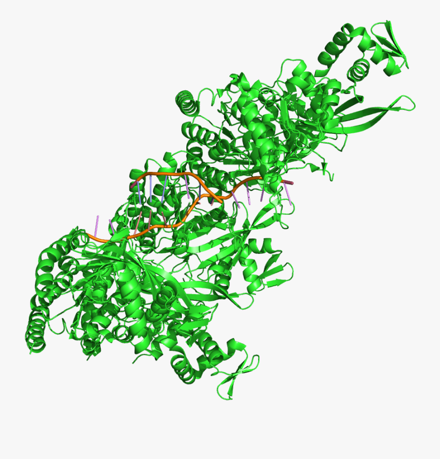 Homologous Recombination 3cmt - Rec A Protein Structure, Transparent Clipart