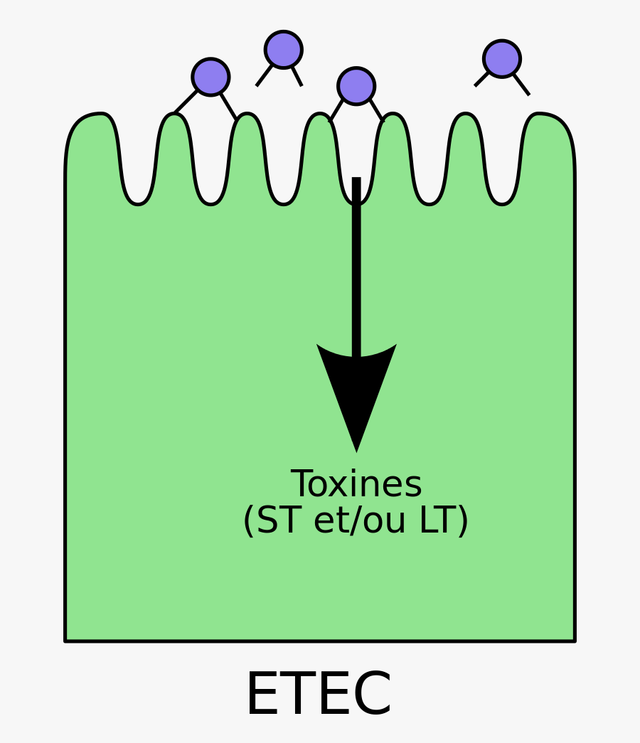 Escherichia Coli Etec, Transparent Clipart