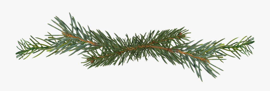 Png Pine Branch - Pine Tree Branch Png, Transparent Clipart
