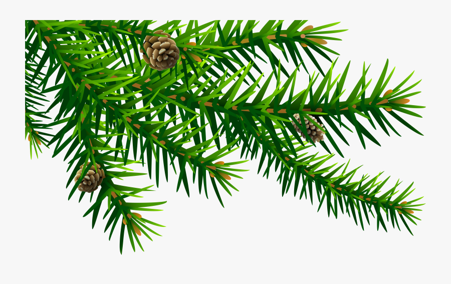 Spruce Branch Png - Pine Branch Png File, Transparent Clipart