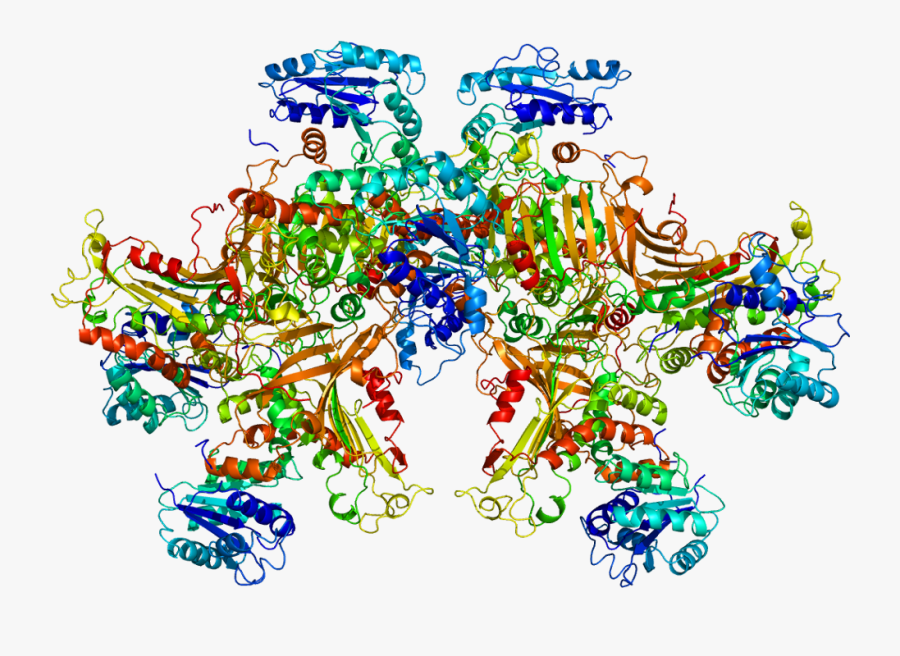 Protein G6pd Pdb 1qki - Protein G6pd Pdb, Transparent Clipart