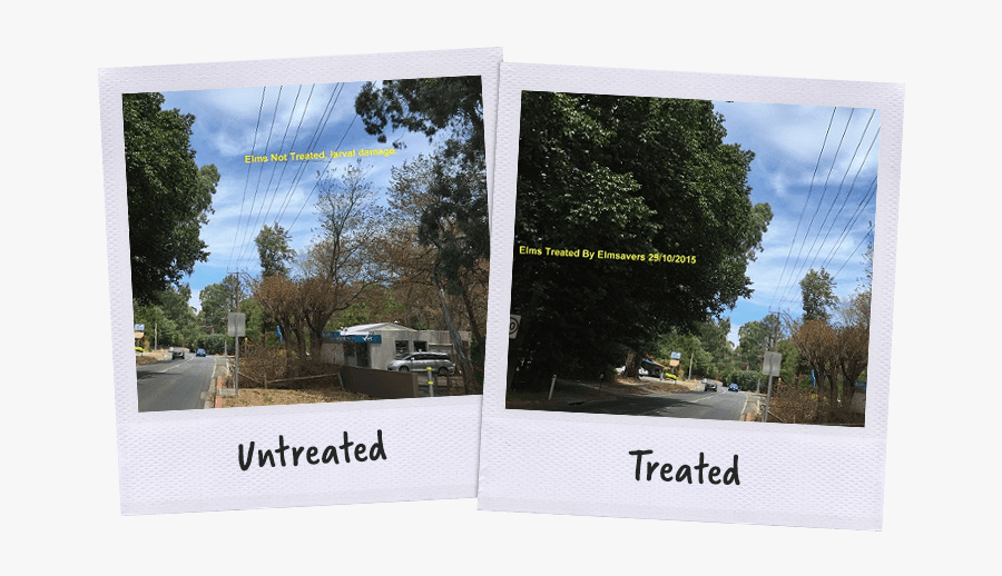 Tree, Transparent Clipart