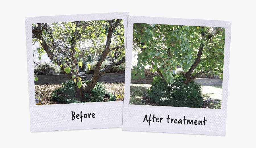 Gambel Oak, Transparent Clipart