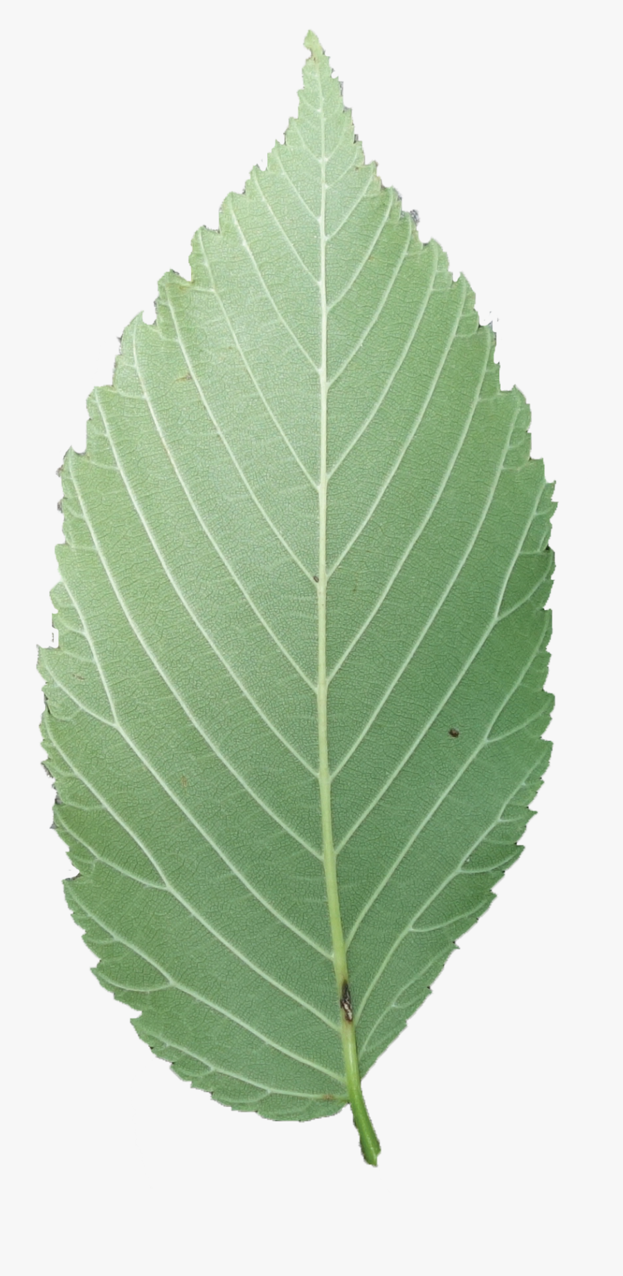 American Elm Leaf Transparent, Transparent Clipart