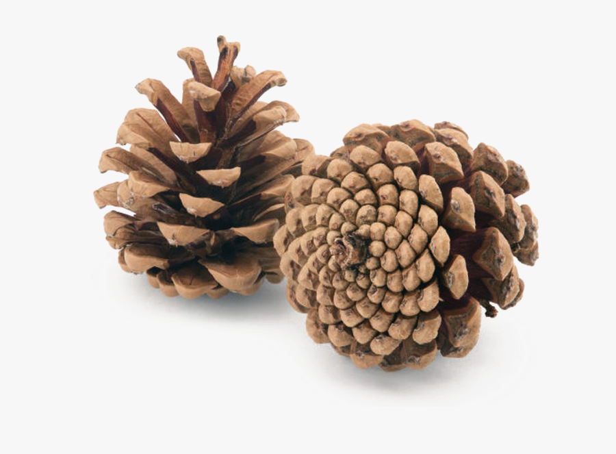 Pine Cones Png - Transparent Pine Cone Png, Transparent Clipart