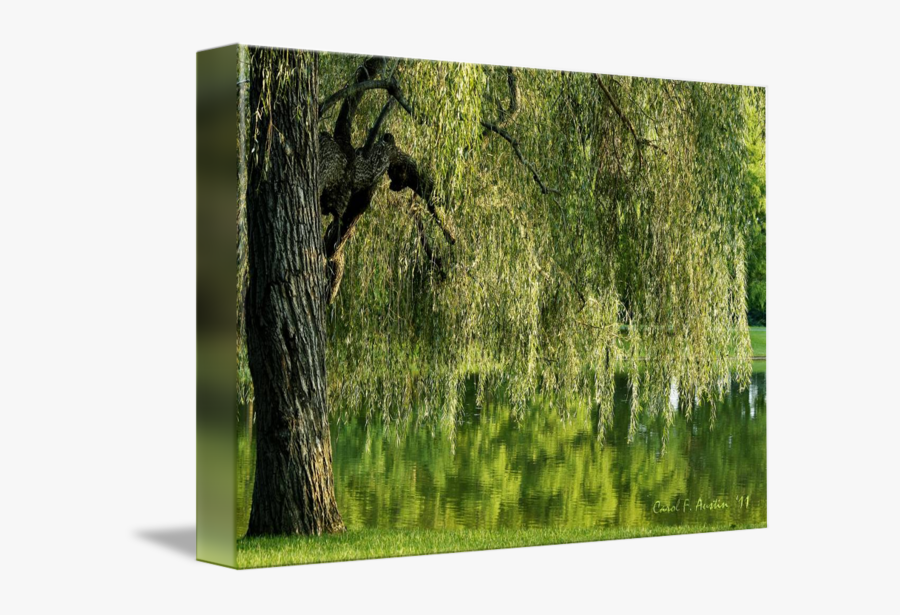 Clip Art Tree And Pond Meditation - Willow, Transparent Clipart