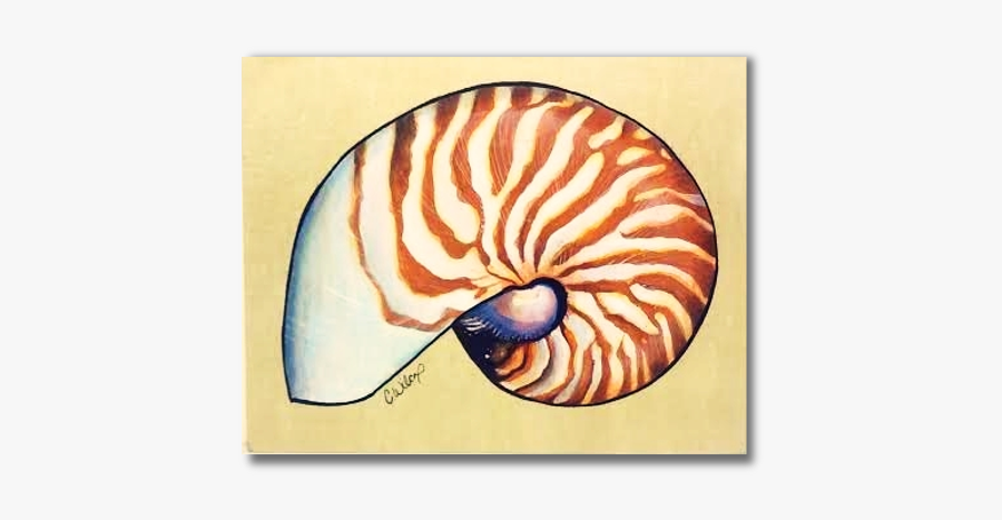 Nautilus Shell - Chambered Nautilus, Transparent Clipart