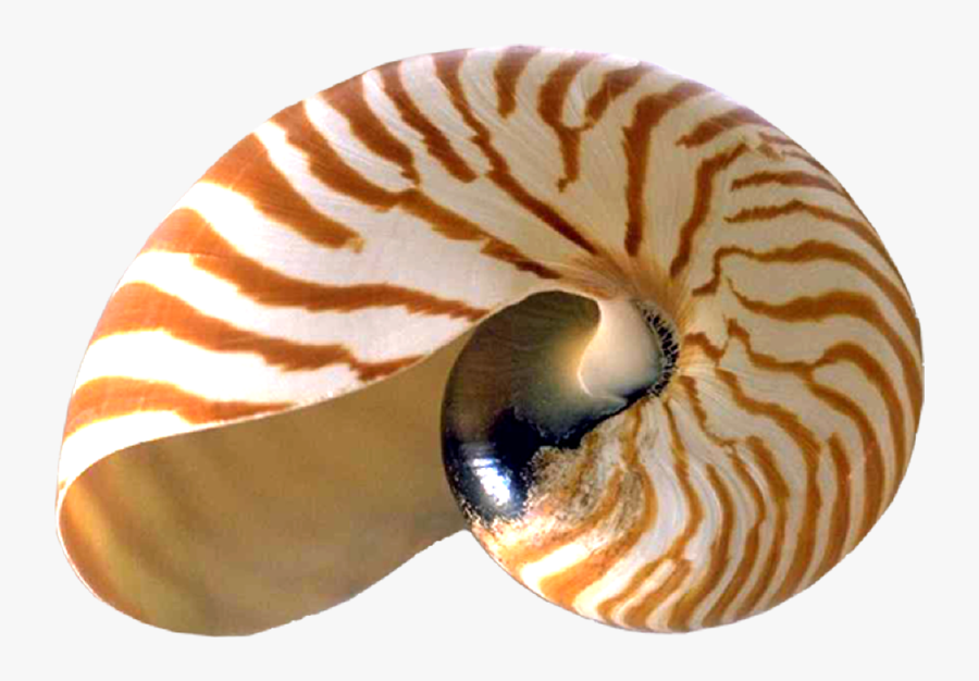 Nautilus Fibonacci, Transparent Clipart