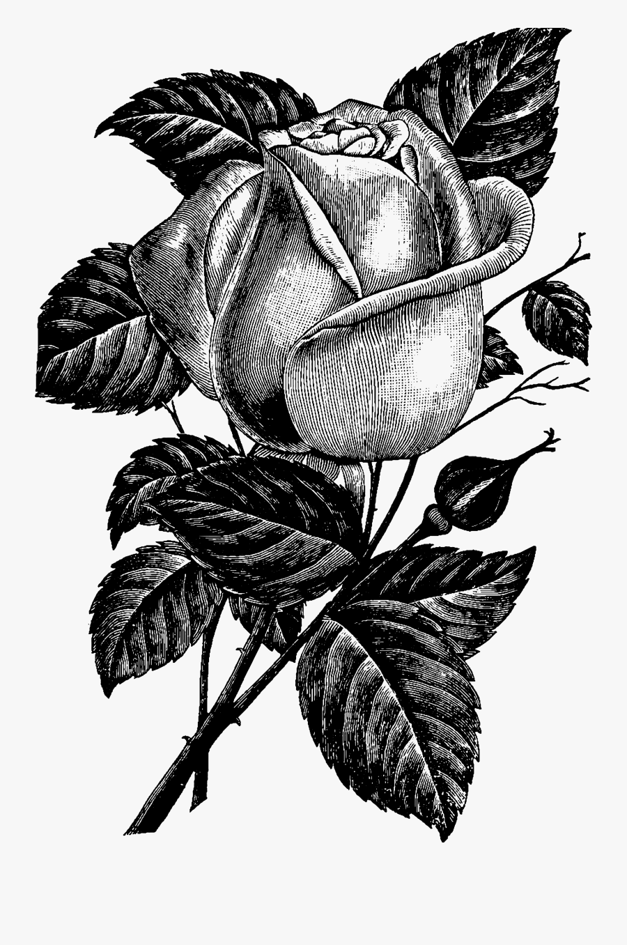 Ornamental Plant, Transparent Clipart