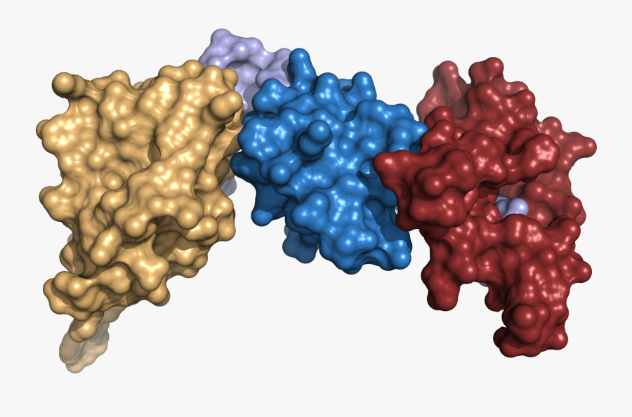 Merc Protein Purification - 3d Protein Png, Transparent Clipart