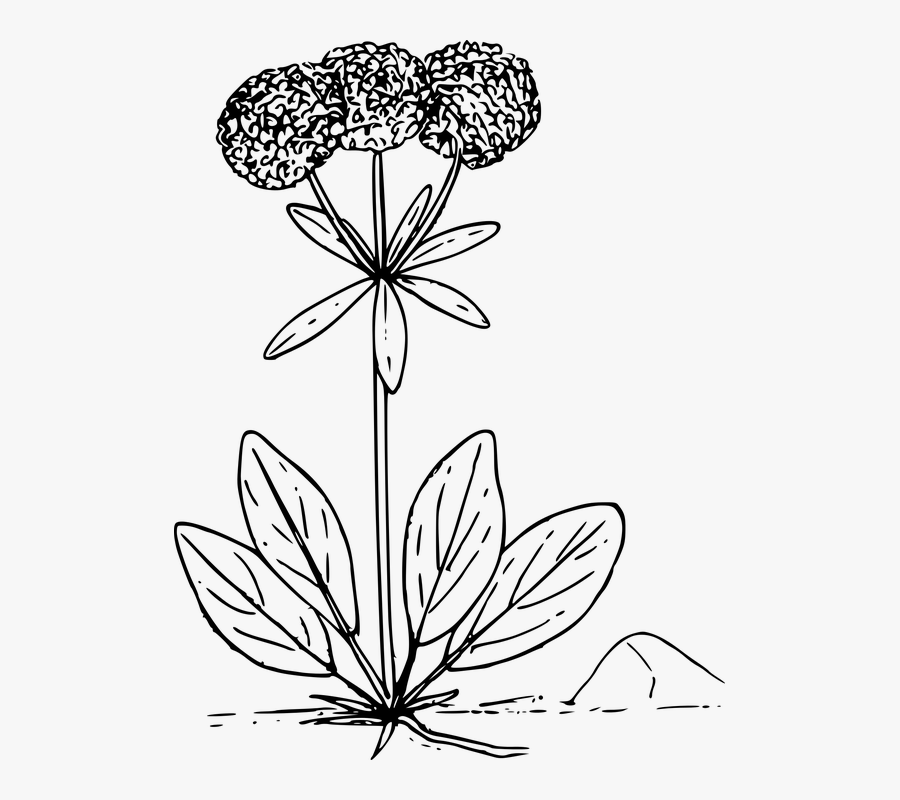 Flower Plant Wild Wildflower - Sulfur Wild Buckwheat Public Domain, Transparent Clipart