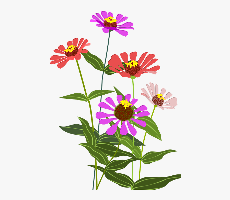Download Zinnia, Flowers, Pink - Zinnia Png , Free Transparent ...