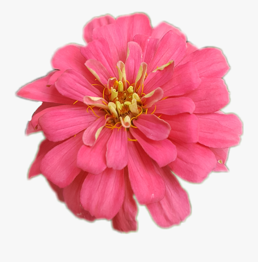 #zinnia #flower #nature - Paper Pom Pink Pom Pom Flowers, Transparent Clipart