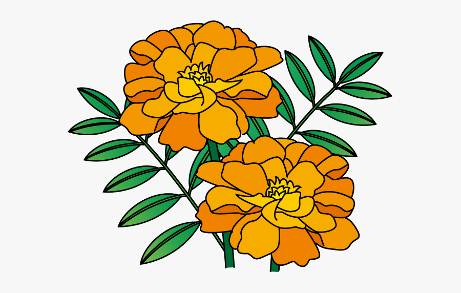 マリー ゴールド の 花, Transparent Clipart