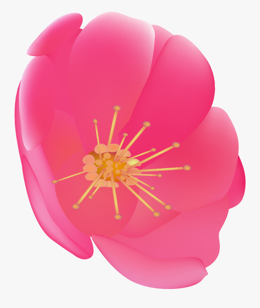 Common Peony, Transparent Clipart