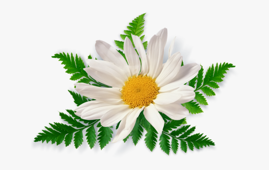 Summer Flowers Png - Chamomile Png, Transparent Clipart